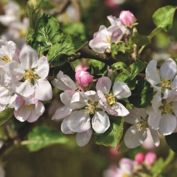 Årsmöte 30 maj 2021